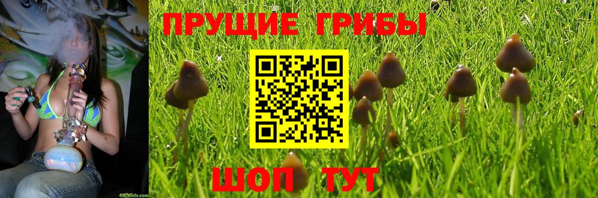 Галлюциногенные грибы Cubensis Грозный